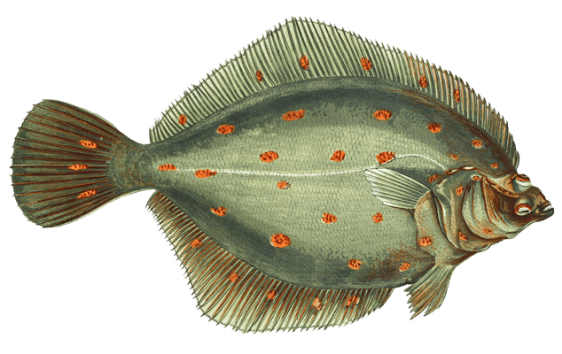 Plaice Fish Vintage Illustration