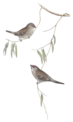 Plain Coloured Finch Bird Vintage Illustrations