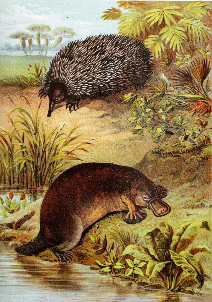 Platypus and echidna Vintage Illustrations
