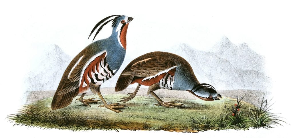 Plumed Partridge Bird Vintage Illustrations