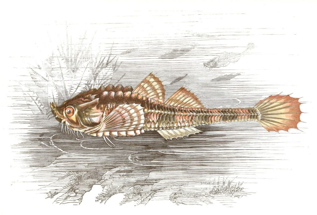 Pogge Fish Vintage Illustration