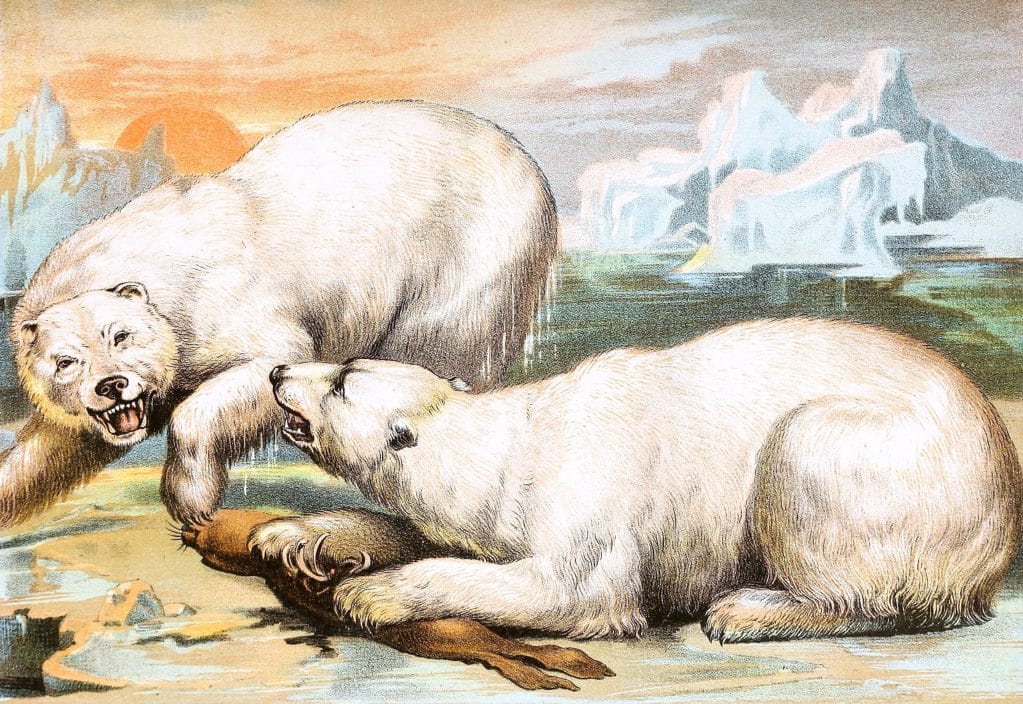 Polar Bears Vintage Illustrations