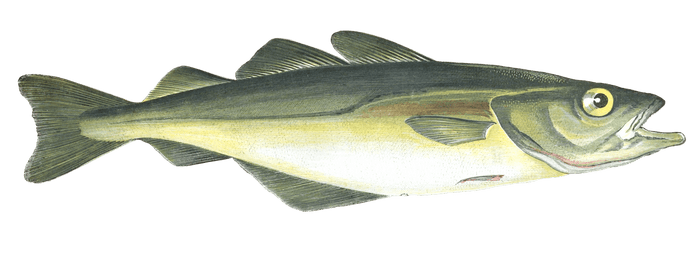 Pollack Fish Vintage Illustration