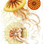 Polybostricha Vintage Jellyfish Illustration