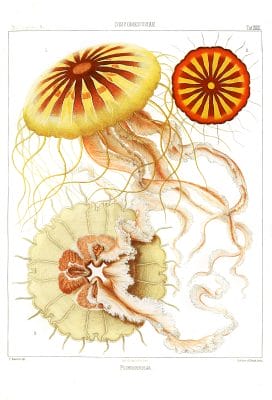 Polybostricha Vintage Jellyfish Illustration