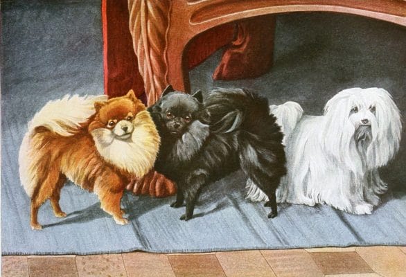 Pomeranians and Maltese Terrier Dogs Vintage Illustrations
