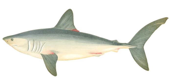 Porbeagle Shark Vintage Illustration