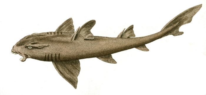 Port Jackson Shark Vintage Illustration