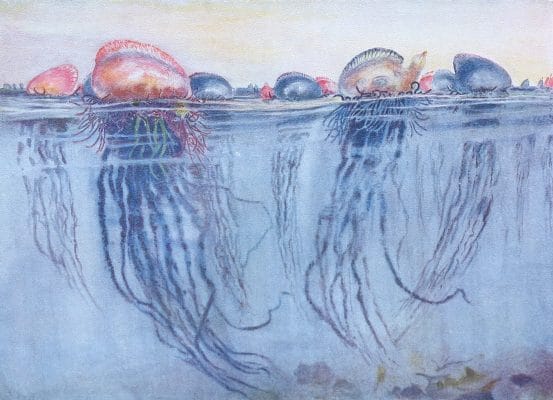 Portugese Man of War Vintage Illustration