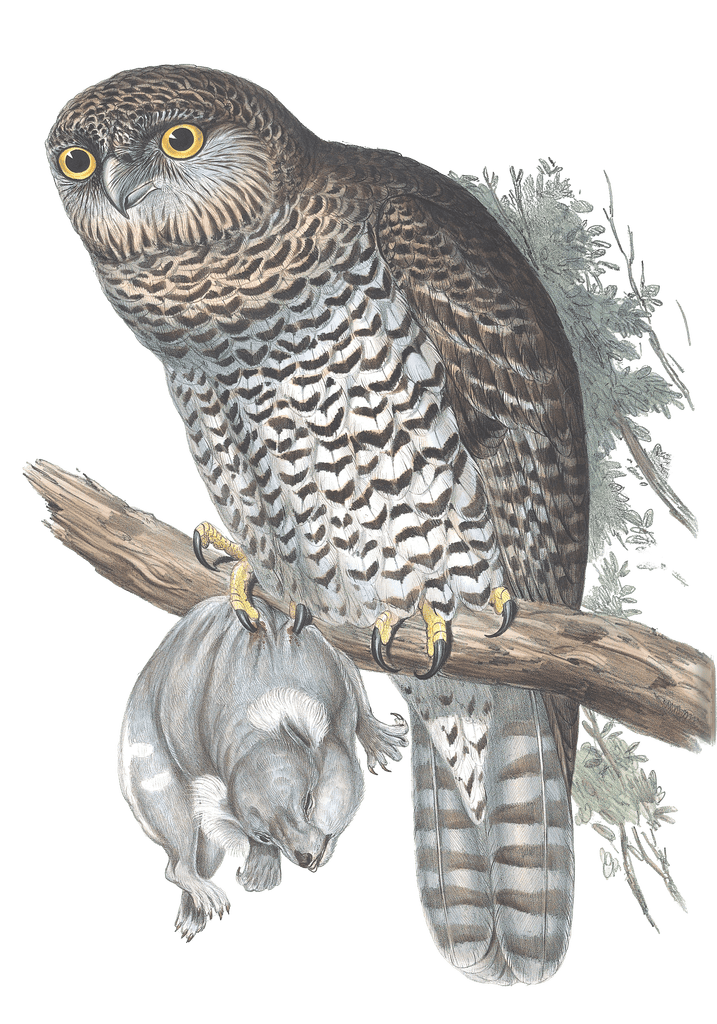 Powerful Owl Bird Vintage Illustrations