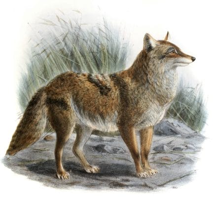 Prairie Wolf Or Cayote Canis Latrans Vintage Illustration