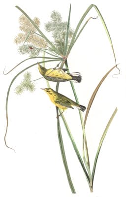 Prairie Wood Warbler Bird Vintage Illustrations
