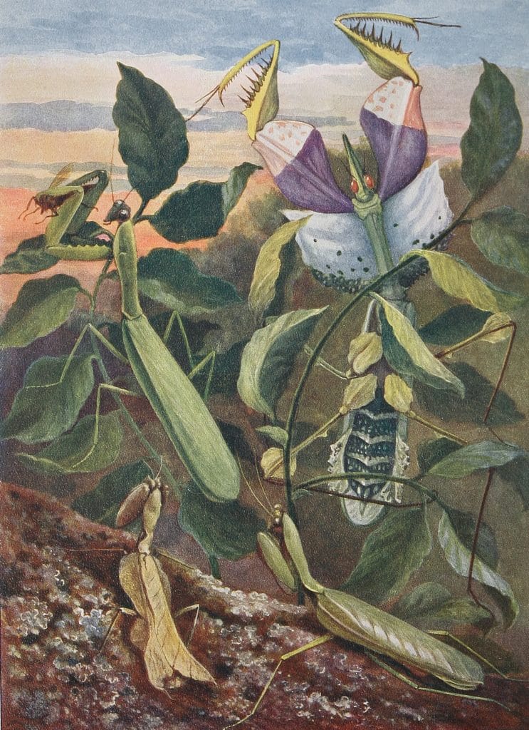 Praying Mantis insects Vintage Illustration