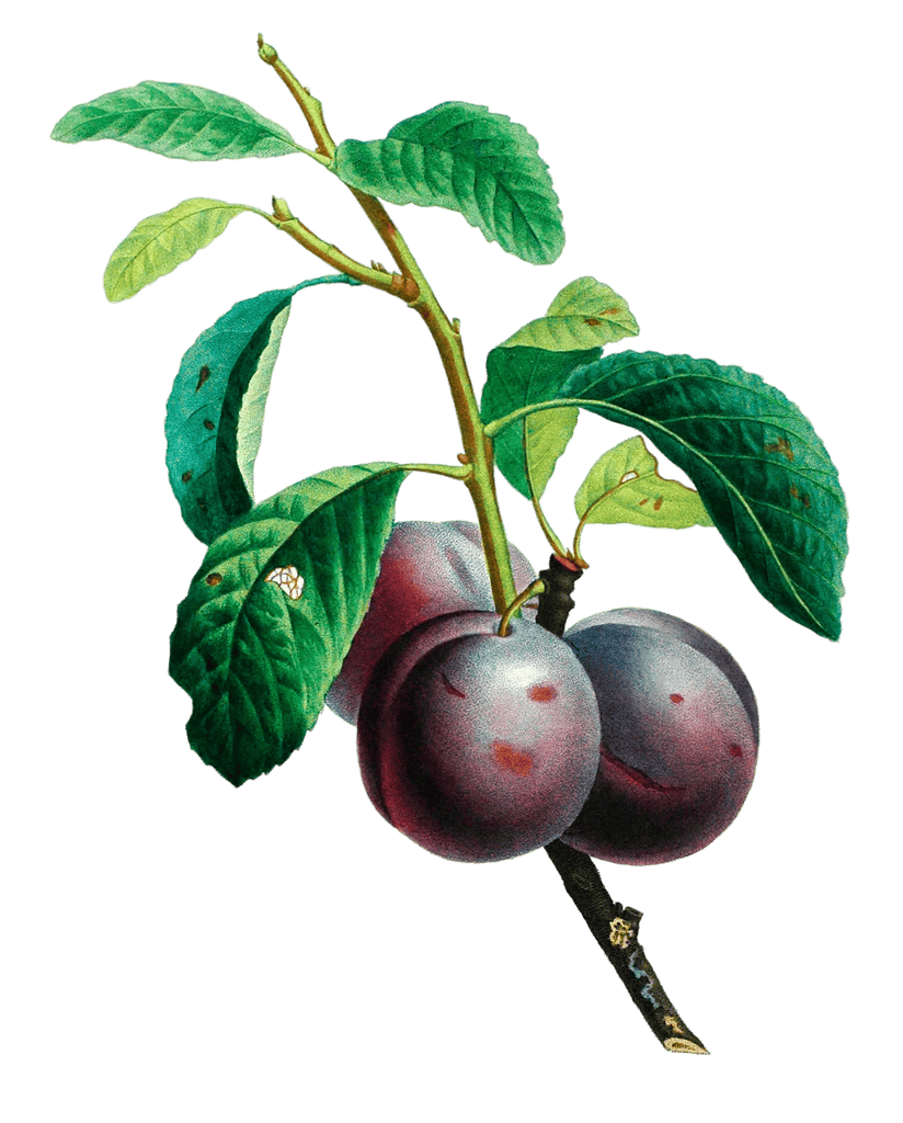 Prune De Monsieur Vintage Fruit Illustration