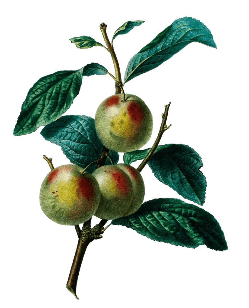 Prune De Reine Claude Vintage Fruit Illustration