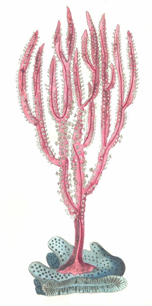 Purple Gorgonia Vintage Coral Illustration