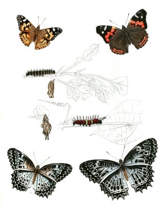 Pyrameis-Cardui-Pyrameis-Indica-Cethosia-Nietneri-with-caterpillar-and-pupa