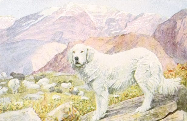 Pyrenean Sheep dog Vintage Illustrations