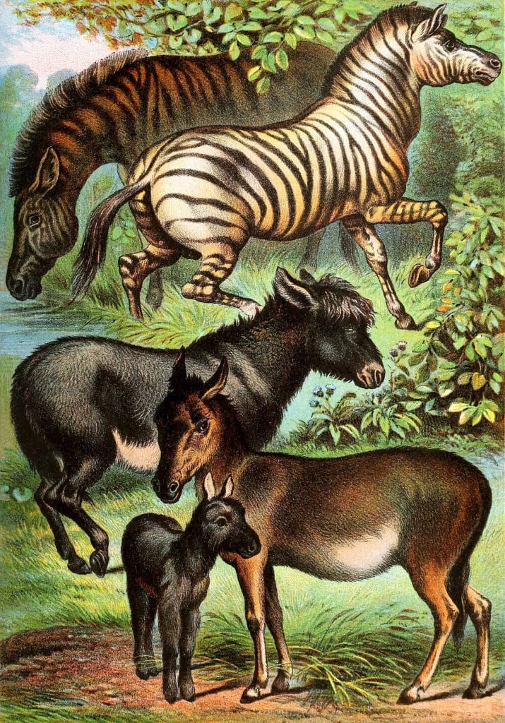 Quagga ass Zebra and Wild Ass Vintage Illustrations