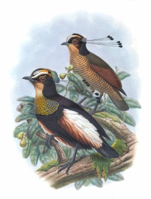 Queen-Of-Saxonys-Bird-Of-Paradise-Parotia-Carolae-Vintage-Illustration