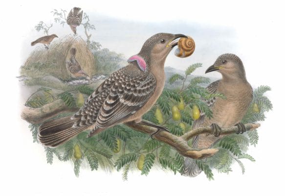 Queensland-Lilac-Naped-Bower-Bird-Chlamydodera-Orientalis-Vintage-Illustration