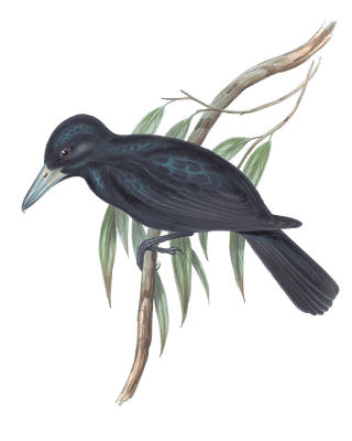 Quoys Crow Shrike Bird Vintage Illustrations