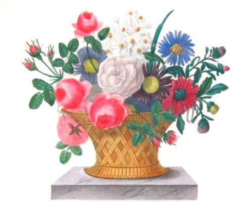 Rose A Cent Feuilles Vintage Flower Illustration