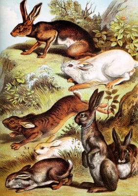 Rabbits Hares Vintage Illustrations