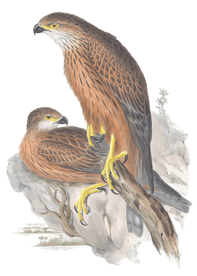 Radiated Goshawk Bird Vintage Illustrations