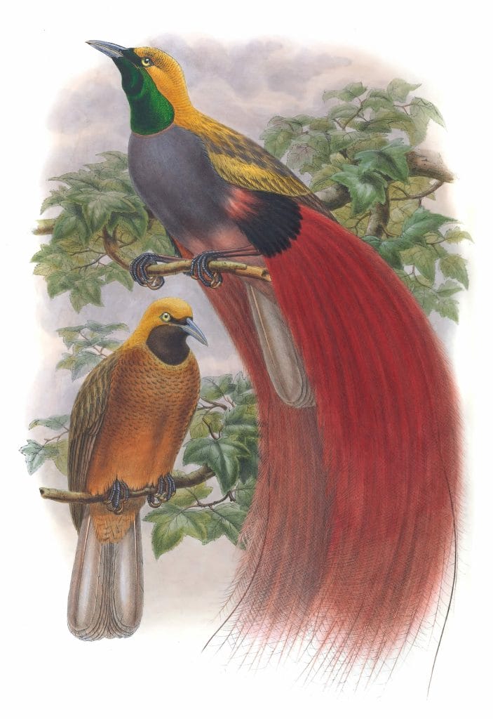Raggiana Bird Of Paradise Paradisea Intermedia 2 Vintage Illustration