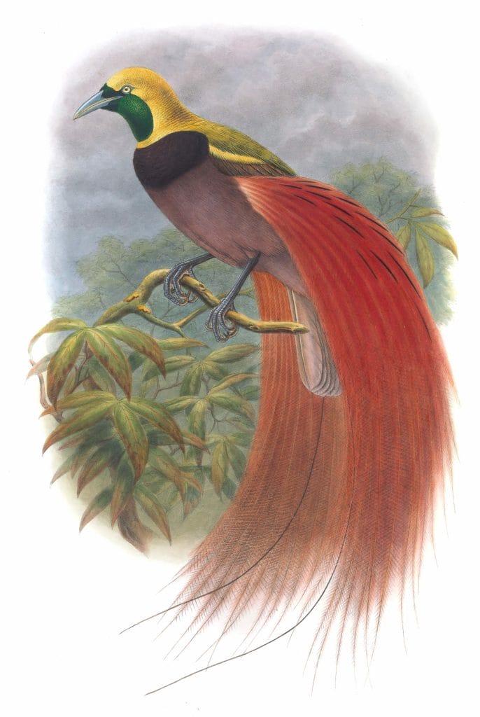 Raggiana Bird Of Paradise Paradisea Intermedia Vintage Illustration