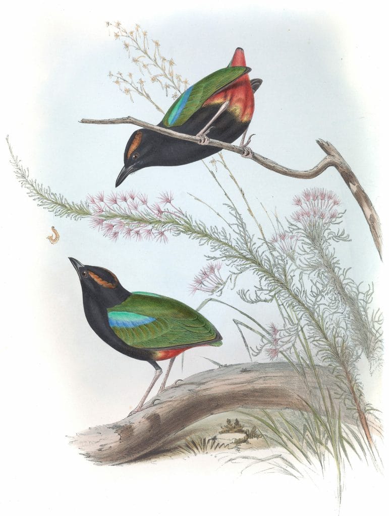 Rainbow Pitta Bird Vintage Illustrations