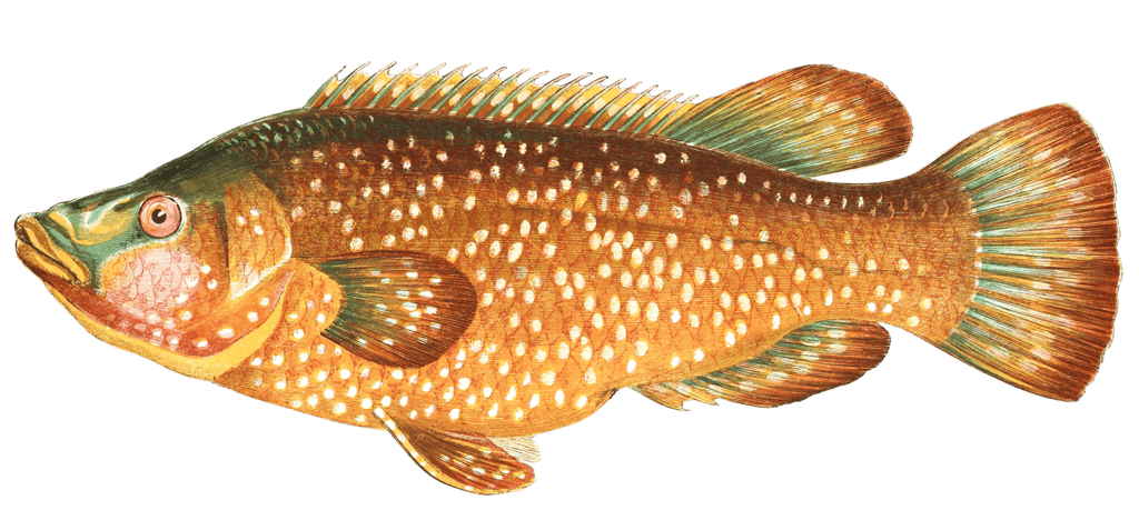 Rallan Wrass Fish Vintage Illustration