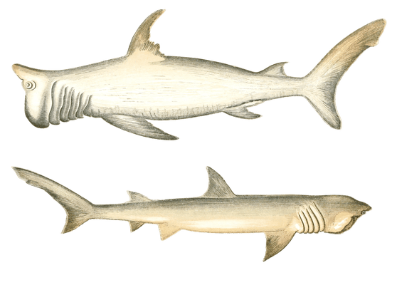 Rashleigh Shark and Broad headed Gazer Shark Vintage Illustration