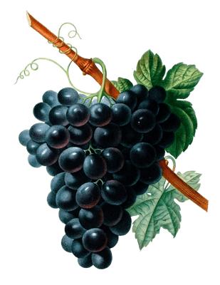 Rasisin Noir Black Grapes Vintage Fruit Illustration