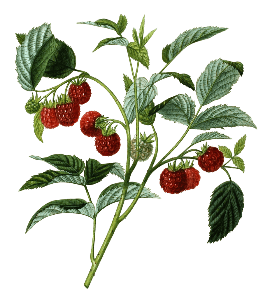 Raspberry Framboises Vintage Fruit Illustration
