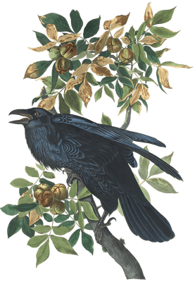 Raven Bird Vintage Illustrations