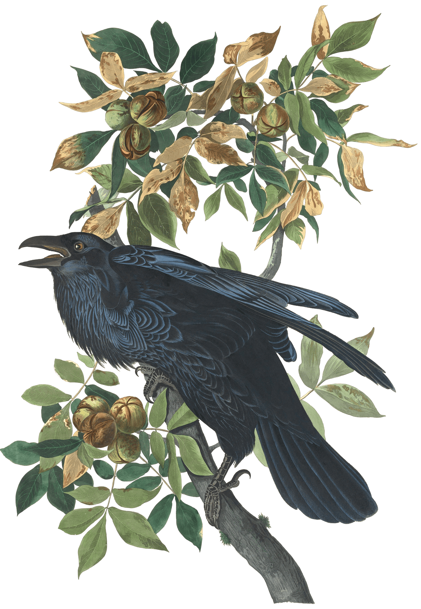 Raven Bird Vintage Illustrations