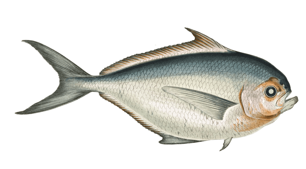 Rays Bream Fish Vintage Illustration