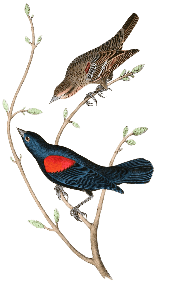 Red And Black Shouldered Marsh Blackbird Bird Vintage Illustrations