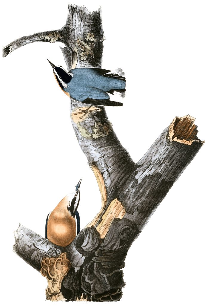 Red Bellied Nuthatch Bird Vintage Illustrations