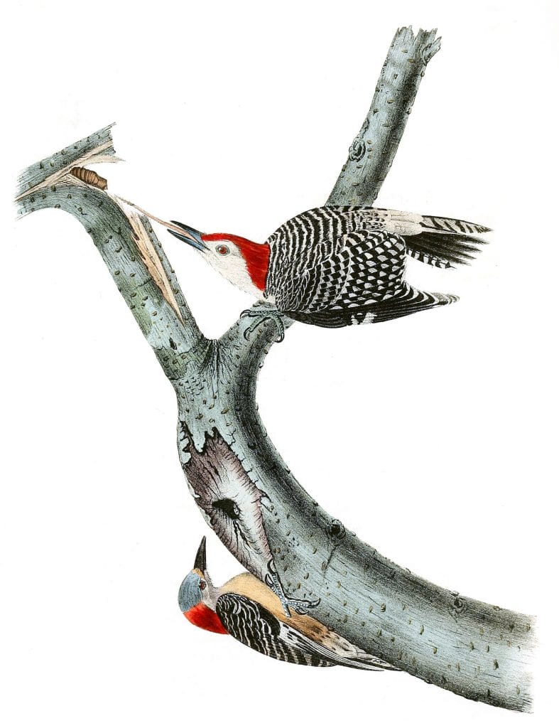 Red Bellied Woodpecker Bird Vintage Illustrations