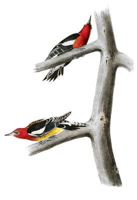 Red Breasted Woodpecker Bird Vintage Illustrations