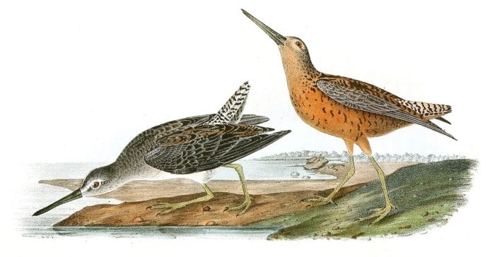 Red Breates Snipe Bird Vintage Illustrations