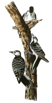 Red Coockaded Woodpecker Bird Vintage Illustrations