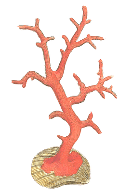 Red Coral Vintage Coral Illustration