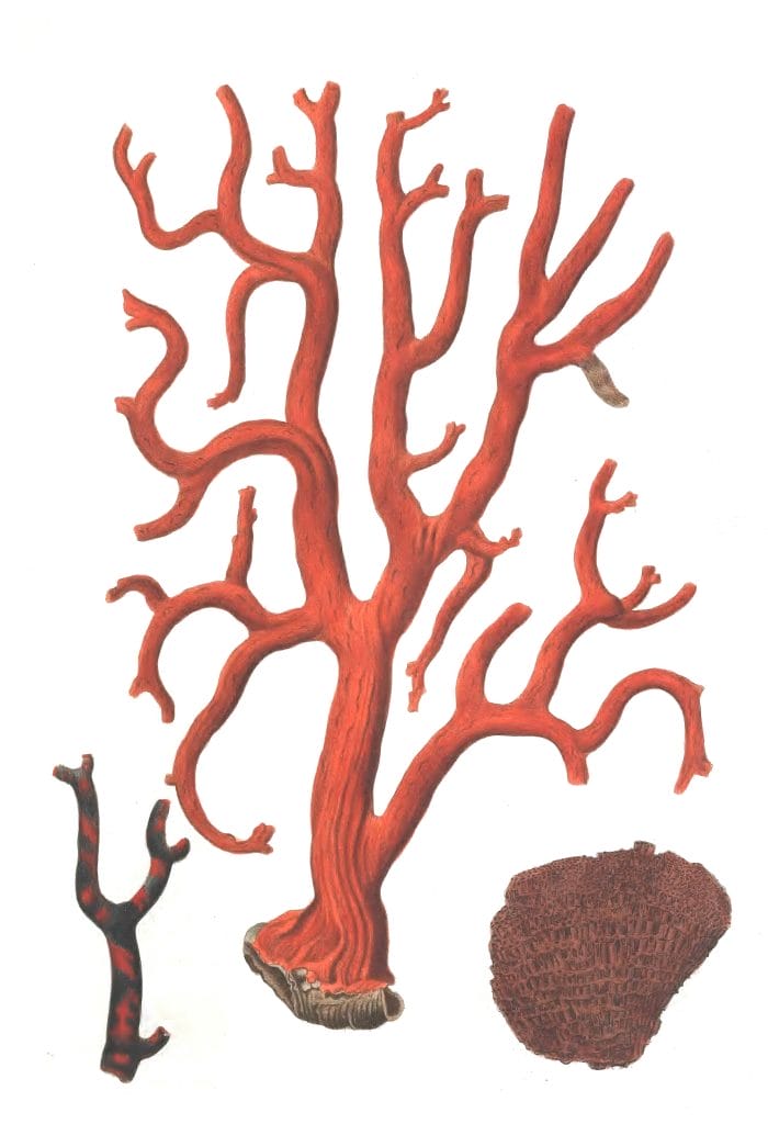 Red Coral tree Vintage Illustration