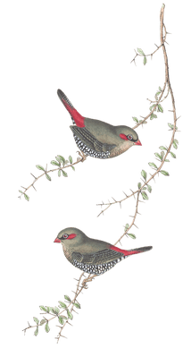 Red Eared Finch Bird Vintage Illustrations