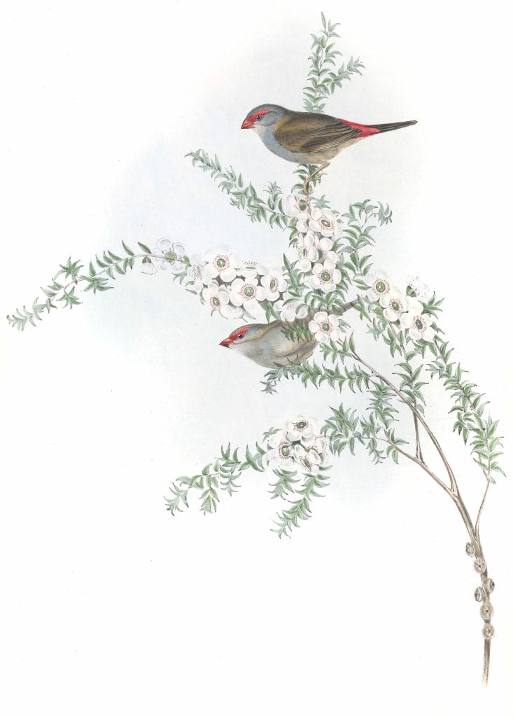Red Eyebrowed Finch Bird Vintage Illustrations