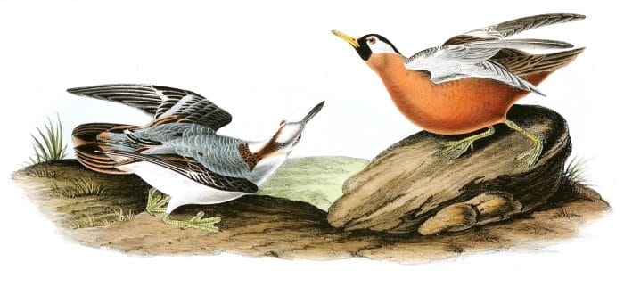 Red Phalarope Bird Vintage Illustrations